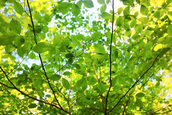 緑の葉の木の枝夏抽象的な季節夏の自然 若い森 — ストック写真