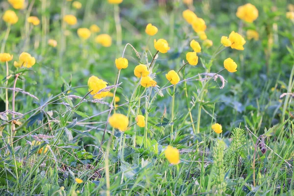 Baddräkt Vilda Gula Blommor Natur Sommarfält Med Blommor Abstrakt Vacker — Stockfoto