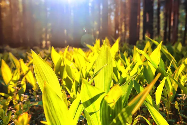 Lelies Van Vallei Bladeren Groene Achtergrond Natuur Frisse Groene Tuin — Stockfoto