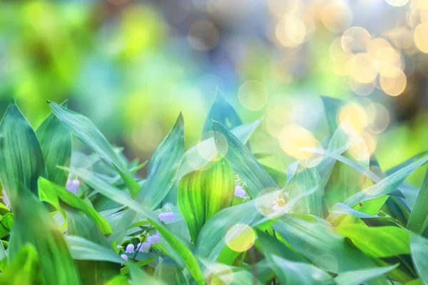 Lilies Valley Leaves Green Background Nature Fresh Green Garden Texture — Stock Photo, Image