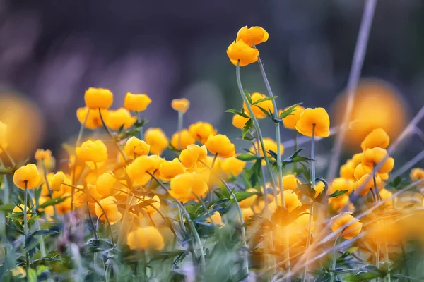 Traje Baño Flores Amarillas Silvestres Naturaleza Campo Verano Con Flores — Foto de Stock