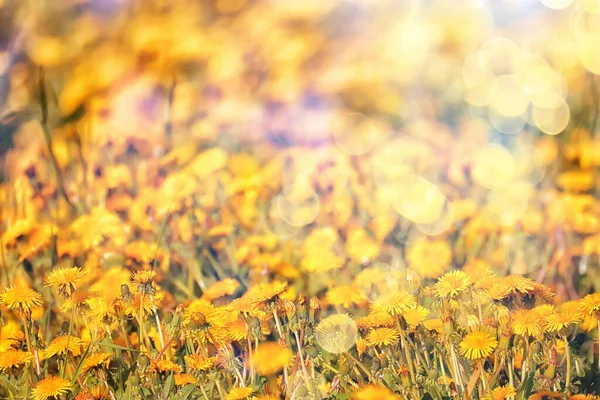 Żółty Mniszek Lekarski Pole Tło Abstrakcyjna Panorama Żółty Kwiat Kwitnące — Zdjęcie stockowe
