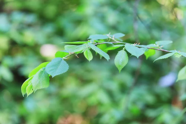 绿叶树梢背景夏季抽象季节夏季自然幼林 — 图库照片