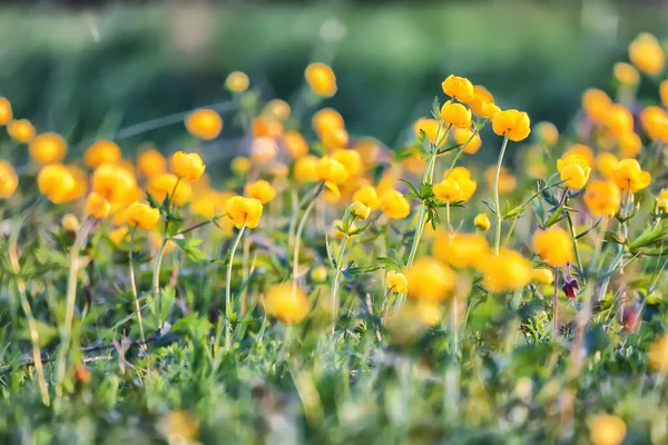 Baddräkt Vilda Gula Blommor Natur Sommarfält Med Blommor Abstrakt Vacker — Stockfoto