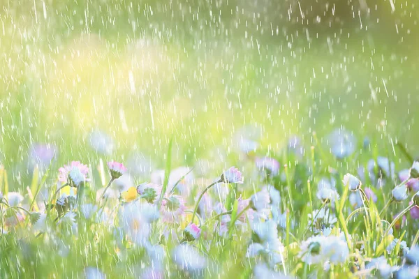 Spring Rain Flowers Background Bloom Field Nature Fresh Green Water — Stock Photo, Image