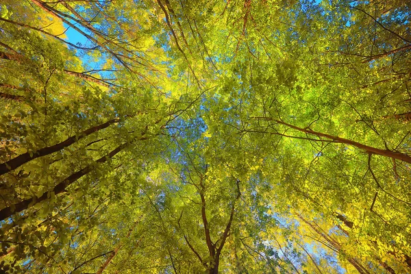 Zonnige Zomerdag Groen Park Prachtige Landschap Bomen Achtergrond — Stockfoto