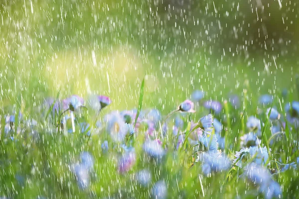 Весняний Дощ Квіти Фон Розквітле Поле Природа Свіжі Зелені Краплі — стокове фото