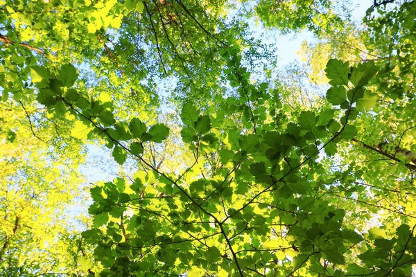 Feuilles Vertes Arbres Branches Fond Été Résumé Saison Été Nature — Photo