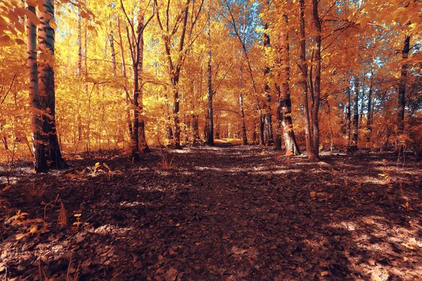 Herfst Landschap Achtergrond Mooi Geel Bos Herfst Seizoen Natuur Vallen — Stockfoto