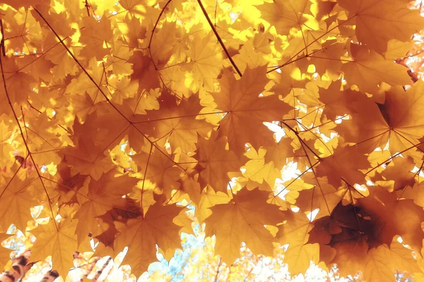 Arancio Caduta Foglie Autunno Fondo Giallo Rami Acero — Foto Stock