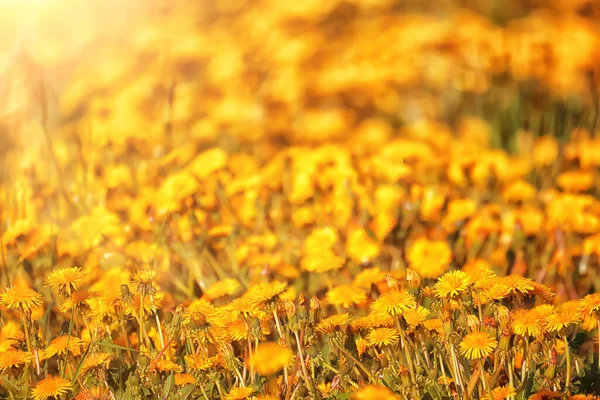 黄色いタンポポ畑の背景抽象的なパノラマ黄色の花のタンポポ — ストック写真