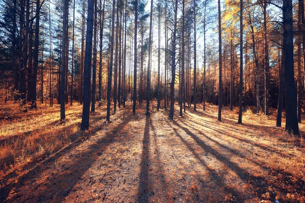 Осінній Пейзажний Фон Красивий Жовтий Ліс Осінній Сезон Природа Осінь — стокове фото