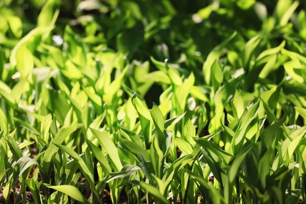 Лілії Долини Листя Зеленого Фону Природа Свіжа Зелена Текстура Саду — стокове фото