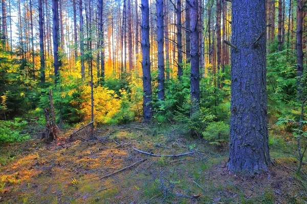 Bosque Coníferas Verano Paisaje Árboles Verdes Aire Libre Fondo Naturaleza — Foto de Stock