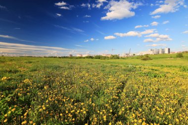 Şehrin sınırında yaz manzarası. Evlerin arka planında sarı çiçekli karahindibalar var.