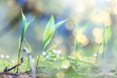 Vadinin zambakları yeşil arka plan, doğa taze yeşil bahçe dokusu