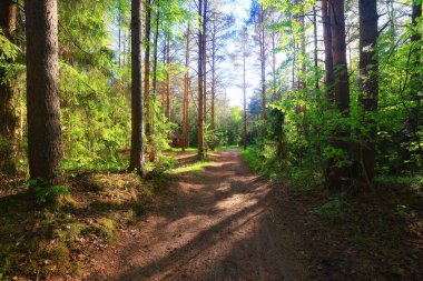 Yeşil Park 'ta güneşli bir yaz günü, arka planda güzel manzara ağaçları.