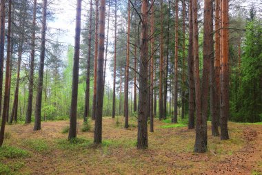Yeşil Park 'ta güneşli bir yaz günü, arka planda güzel manzara ağaçları.