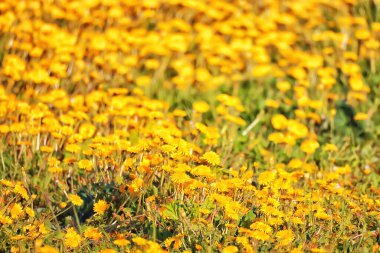 Sarı karahindiba tarlası arka planı, soyut panorama sarı çiçek açan karahindibalar.