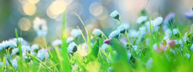 Çiçekler arka planda yaz doğası, tarla yeşili renkli papatyalar.