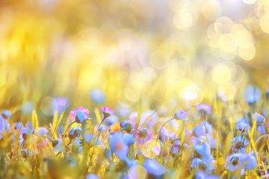 Çiçekler arka planda yaz doğası, tarla yeşili renkli papatyalar.