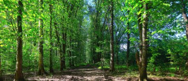 Yeşil Park 'ta güneşli bir yaz günü, arka planda güzel manzara ağaçları.