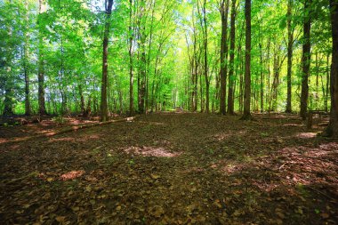 Yeşil Park 'ta güneşli bir yaz günü, arka planda güzel manzara ağaçları.
