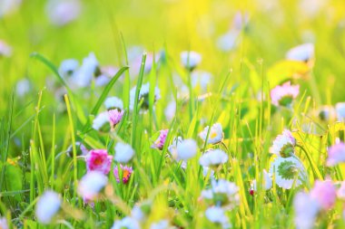 Çiçekler arka planda yaz doğası, tarla yeşili renkli papatyalar.