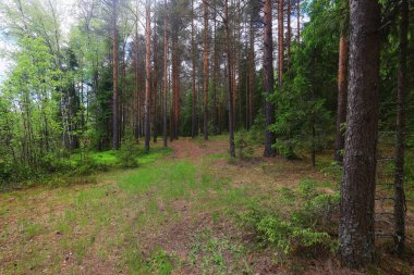 Yeşil Park 'ta güneşli bir yaz günü, arka planda güzel manzara ağaçları.