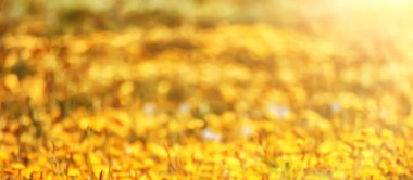 Sarı karahindiba tarlası arka planı, soyut panorama sarı çiçek açan karahindibalar.