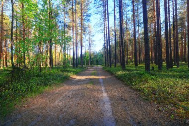 Yeşil Park 'ta güneşli bir yaz günü, arka planda güzel manzara ağaçları.