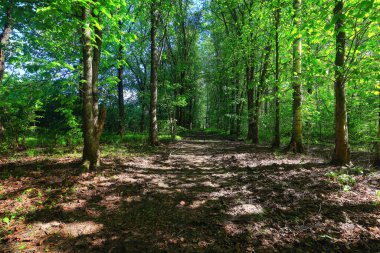 Yeşil Park 'ta güneşli bir yaz günü, arka planda güzel manzara ağaçları.