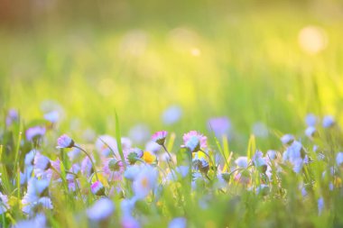 Çiçekler arka planda yaz doğası, tarla yeşili renkli papatyalar.