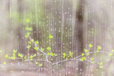 Yağmur dalları cam ağaçlar soyut ıslak, pencere arkaplan görüntüsü doğa