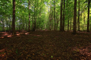 Yeşil Park 'ta güneşli bir yaz günü, arka planda güzel manzara ağaçları.