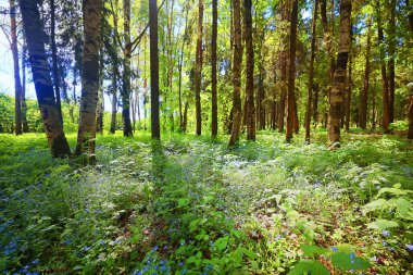 Yeşil Park 'ta güneşli bir yaz günü, arka planda güzel manzara ağaçları.