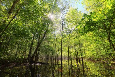 Yeşil Park 'ta güneşli bir yaz günü, arka planda güzel manzara ağaçları.