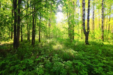 Yeşil Park 'ta güneşli bir yaz günü, arka planda güzel manzara ağaçları.