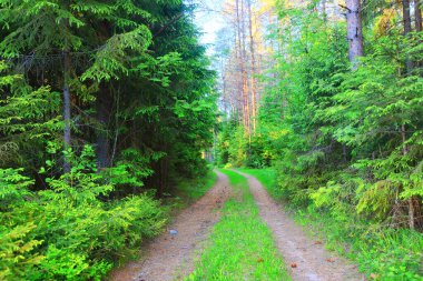 Kozalaklı orman yaz manzarası yeşil ağaçlar arka plan doğa