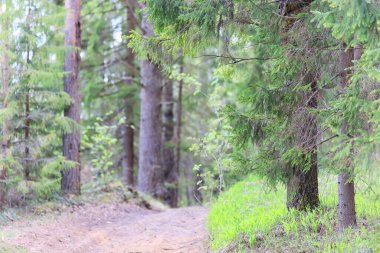 Yeşil Park 'ta güneşli bir yaz günü, arka planda güzel manzara ağaçları.