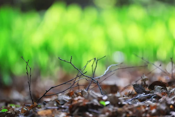 Latar Belakang Musim Panas Rumput Bunga Matahari — Stok Foto