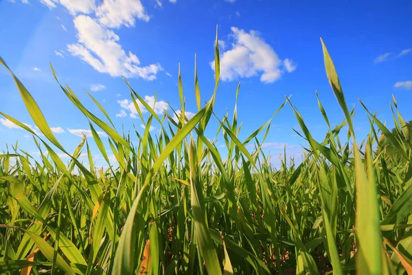 Зеленая Трава Свежие Побеги Пшеницы Зеленая Трава Поле Летний Фон — стоковое фото