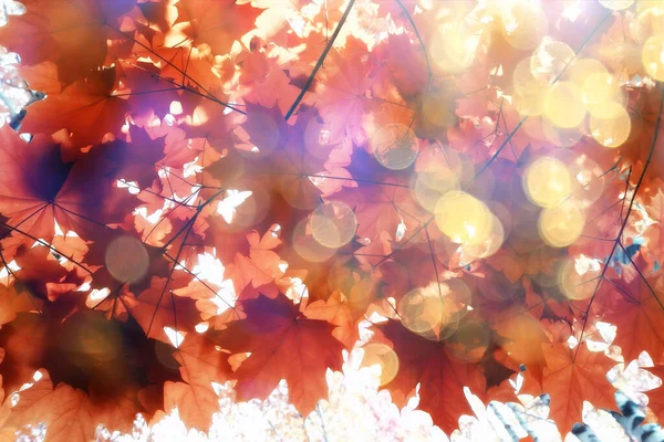 Πορτοκαλί Πτώση Φύλλα Φθινόπωρο Φόντο Κίτρινα Κλαδιά Σφενδάμου — Φωτογραφία Αρχείου