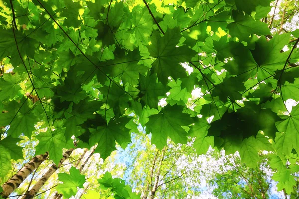 Ramas Hojas Verano Arce Verde Fondo Árbol Crecimiento Fresco — Foto de Stock