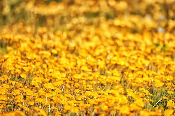 Sarı Karahindiba Tarlası Arka Planı Soyut Panorama Sarı Çiçek Açan — Stok fotoğraf