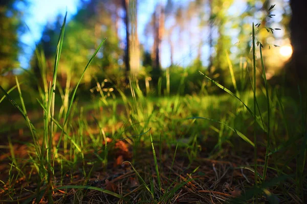 Coníferas Floresta Verão Paisagem Verde Árvores Livre Fundo Natureza — Fotografia de Stock