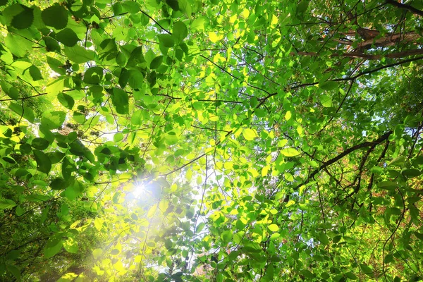 Zöld Levelek Ágak Háttér Nyár Elvont Évszak Nyár Természet Fiatal — Stock Fotó