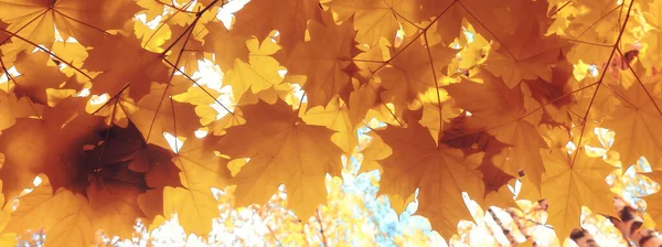 Orange Herbst Fallende Blätter Herbst Hintergrund Gelb Äste Ahorn — Stockfoto