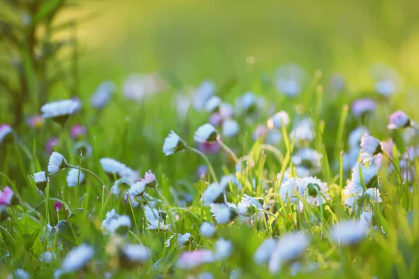 Blommor Prästkragar Bakgrund Sommar Natur Fält Grön Blommande Färgglada Prästkragar — Stockfoto