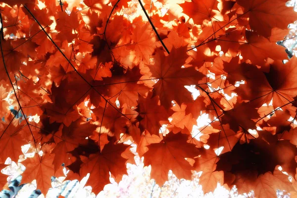 Oranje Vallende Bladeren Herfst Achtergrond Gele Takken Esdoorn — Stockfoto